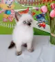 Шотландско мъжко със сини очи , снимка 6