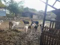 продавам кози-140 евро, снимка 2