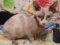 продавам женско коте канадски сфинкс , снимка 1