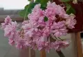 Ю мадам де Помпадур , снимка 1