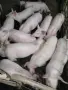 Малки прасета….., снимка 1