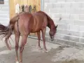 Продавам кобила Куотър хорс ., снимка 2