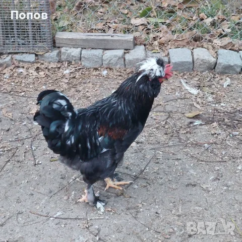 Продавам  петли, снимка 4 - Кокошки и пуйки - 56601711