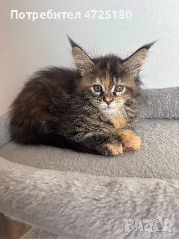 Maine Coon Kittens, снимка 4 - Мейн кун - 56606562