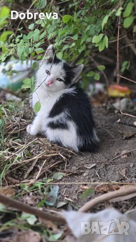 Три мъжки котенца търсят дом, снимка 12 - Други - 56750367