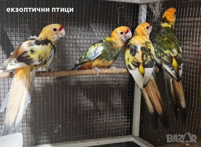 Продавам Пенантови Розели , снимка 6 - Папагали - 56647552