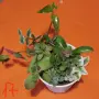 Сукуленти микс вкоренени, снимка 17