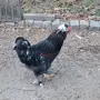 Продавам  петли, снимка 4