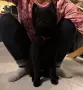 БЕЛГИЙСКА ОВЧАРКА ГРЮНЕНДАЛ , снимка 6