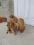 Кокер Шпаньол.. , снимка 1