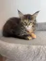 Maine Coon Kittens, снимка 4