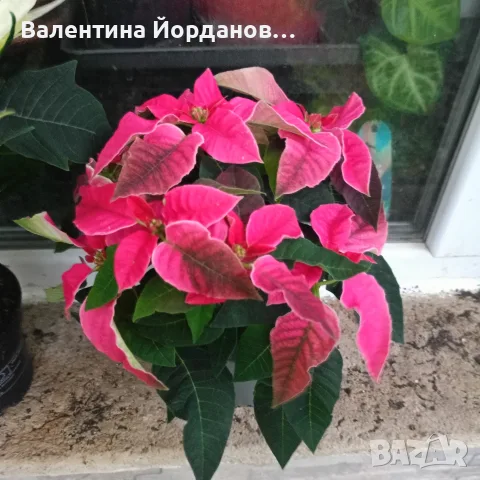 коледна звезда три цвята 