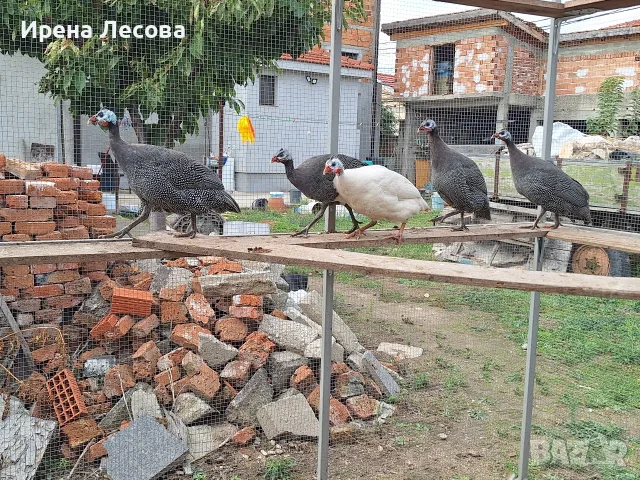 Токачки / на 4месеца/ - 5 броя, снимка 3 - Други - 55357844