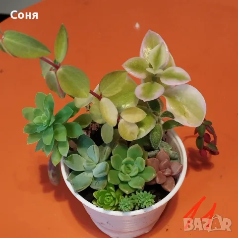 Сукуленти микс вкоренени, снимка 11 - Стайни растения - 56584249