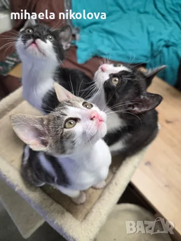 Подарявам котенца