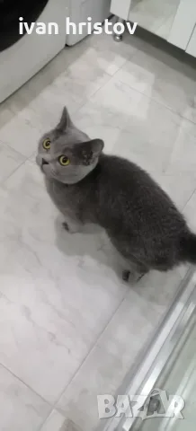 Време е да се ръзделим с наща котка Мери котката е много мила и добра 