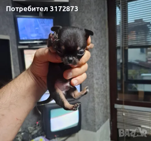 Родословни чихуахуа гр Варна , снимка 7 - Чихуахуа - 56749216