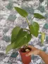 Филодендрон Бяла Принцеса., снимка 2