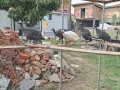Токачки / на 4месеца/ - 5 броя, снимка 3
