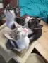 Подарявам котенца, снимка 1