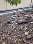 декоративни Розкомб, снимка 5