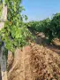 Продавам Грозде, снимка 3