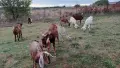  кози  женски ярета 1бр пръч, снимка 2