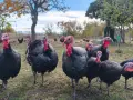 продавам пуйки пуяци, снимка 1