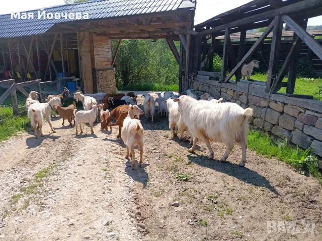 Проавам кози и ярета