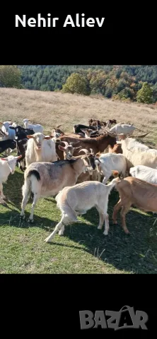 Продавам стадо кози