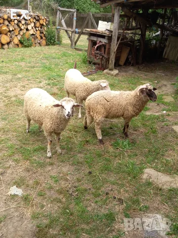 Продавам агнета , снимка 4 - Овце - 56613637