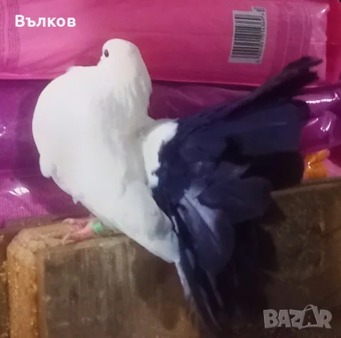 гълъби фенерлии, снимка 4 - Гълъби - 56552315