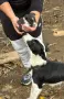 Продавам Бордър коли , снимка 3