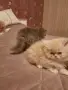 Страхотни  пухчета, снимка 1