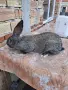 Мъжки заек за разплод, снимка 4