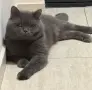 британец за разплод , снимка 3