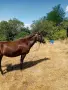 Продавам две кобили, снимка 2