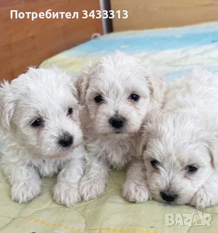  Малтийски болонки