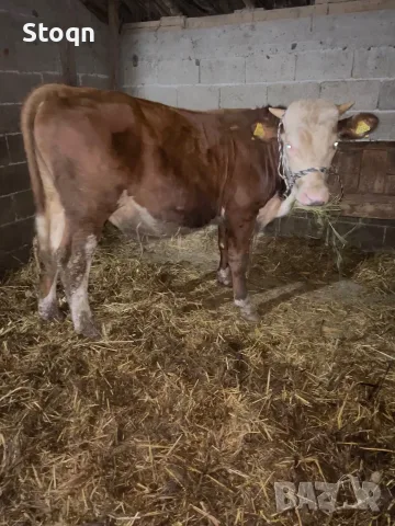 Продавам 3 Мъжки Телета