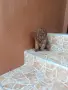 Мини Пудел Момченца., снимка 2