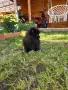 Померанчета момиченца и момченца!, снимка 15