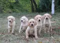 Лабрадор / Лабрадорчета, снимка 1