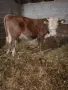 Продавам 3 Мъжки Телета, снимка 1