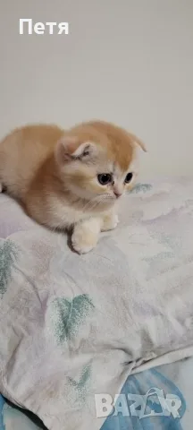 Разкошни шотландски котенца, снимка 8 - Британска късокосместа - 56688456