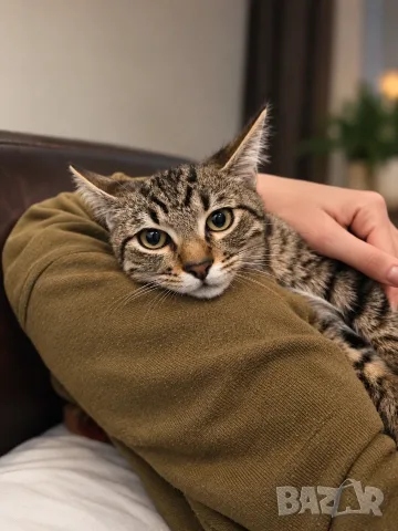 Подарявам котета/Котета търсят дом