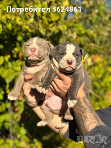 Американско були ХЛ/American Bully Xl, снимка 5 - Питбул - 56729869
