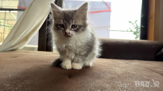 Ангорско Коте + Доставка €60. Домашни Котенца с Хигиенни Навици