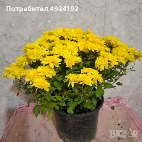 Хризантема нискостеблена, снимка 3 - Градински цветя и растения - 56567783