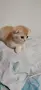Разкошни шотландски котенца, снимка 8