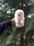 Померани. Реални снимки!, снимка 7